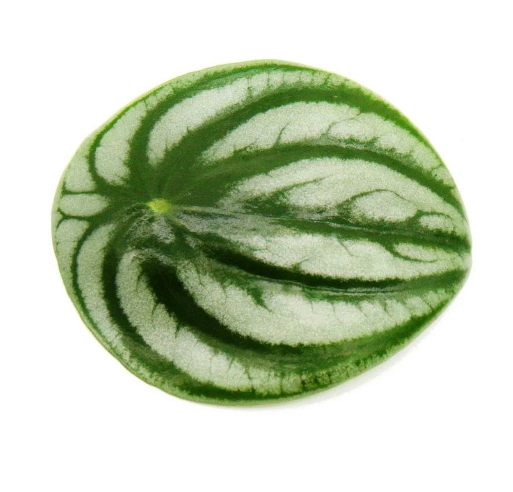 Exotenherz Peperomia argyreia Watermelon Wassermelonen-Zwergpfeffer 12cm Topf