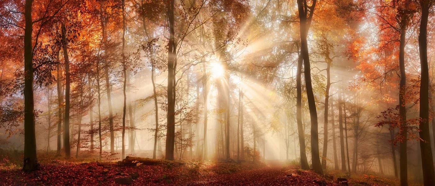 BÖNNINGHOFF Leinwandbild Herbst Wald Orange Braun Gelb
