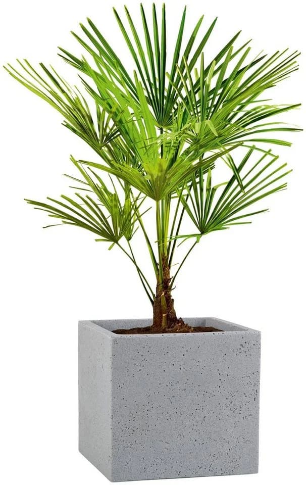 Scheurich Blumentopf 30/240 C-CUBE Grau Kunststoff Beton-Optik