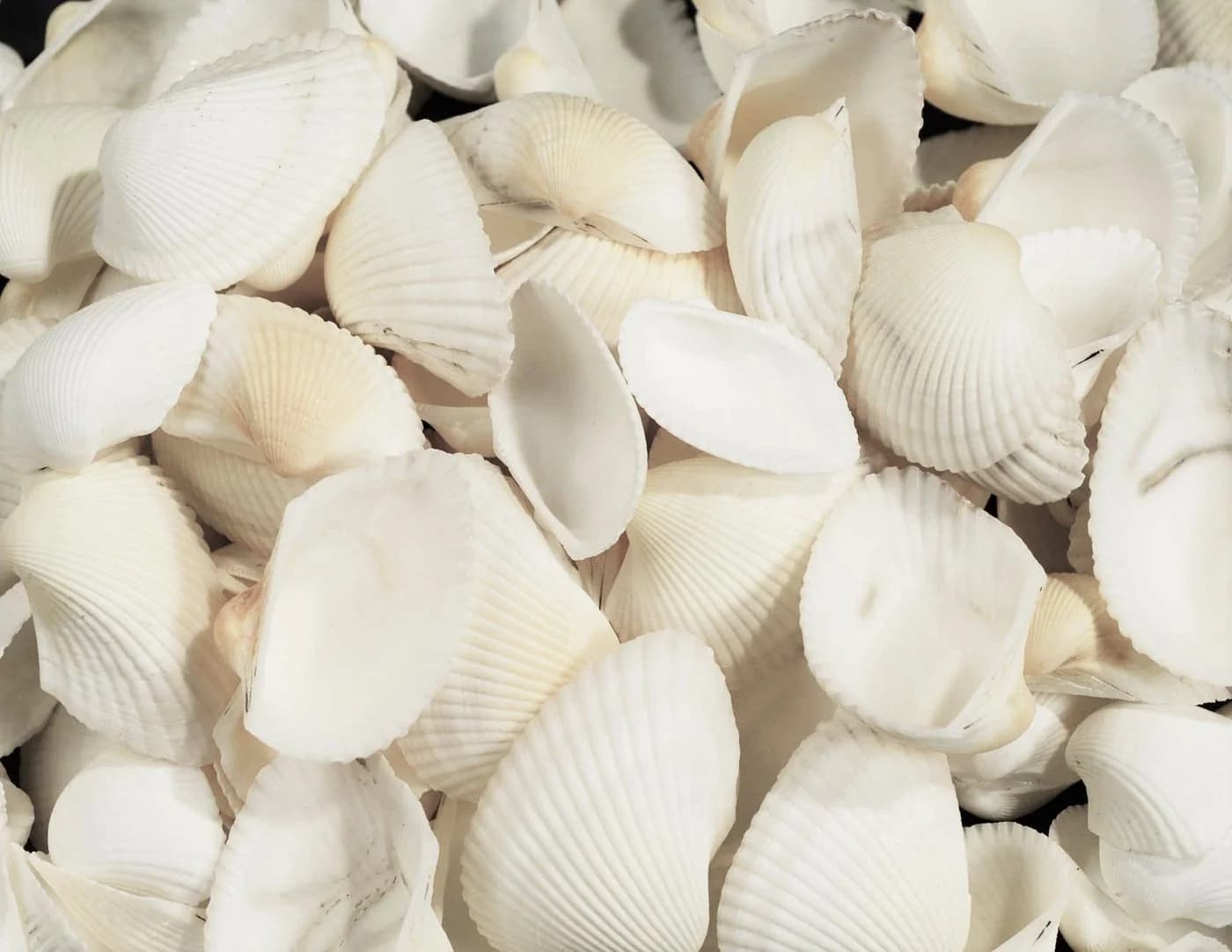 Arca Arca Dekoobjekt Muscheln Natur Creme-Weiß im Netz