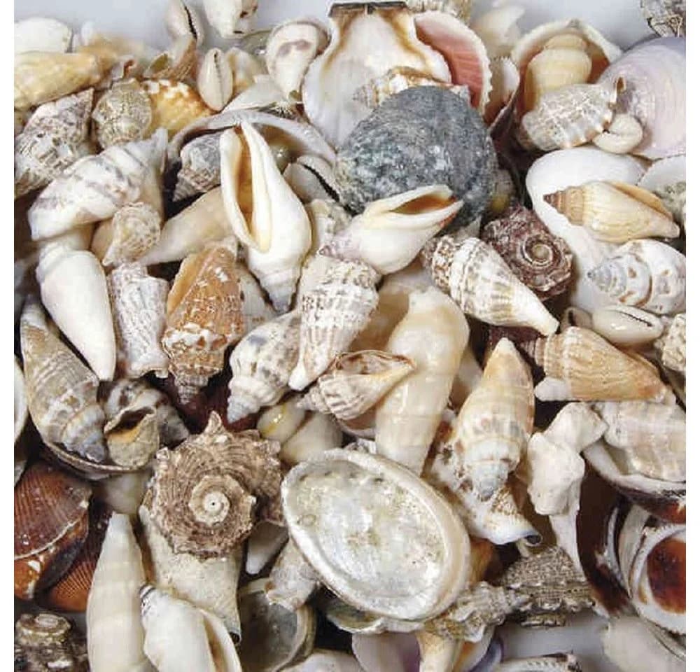 Eurosand Dekoobjekt Muscheln Natur 250g Gemisch