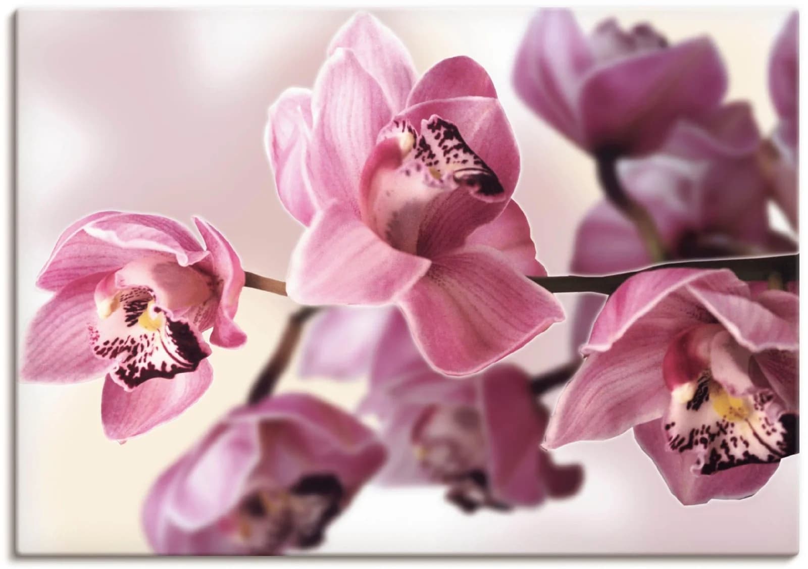 ARTLAND Leinwandbild Rosa Orchidee auf Holzrahmen