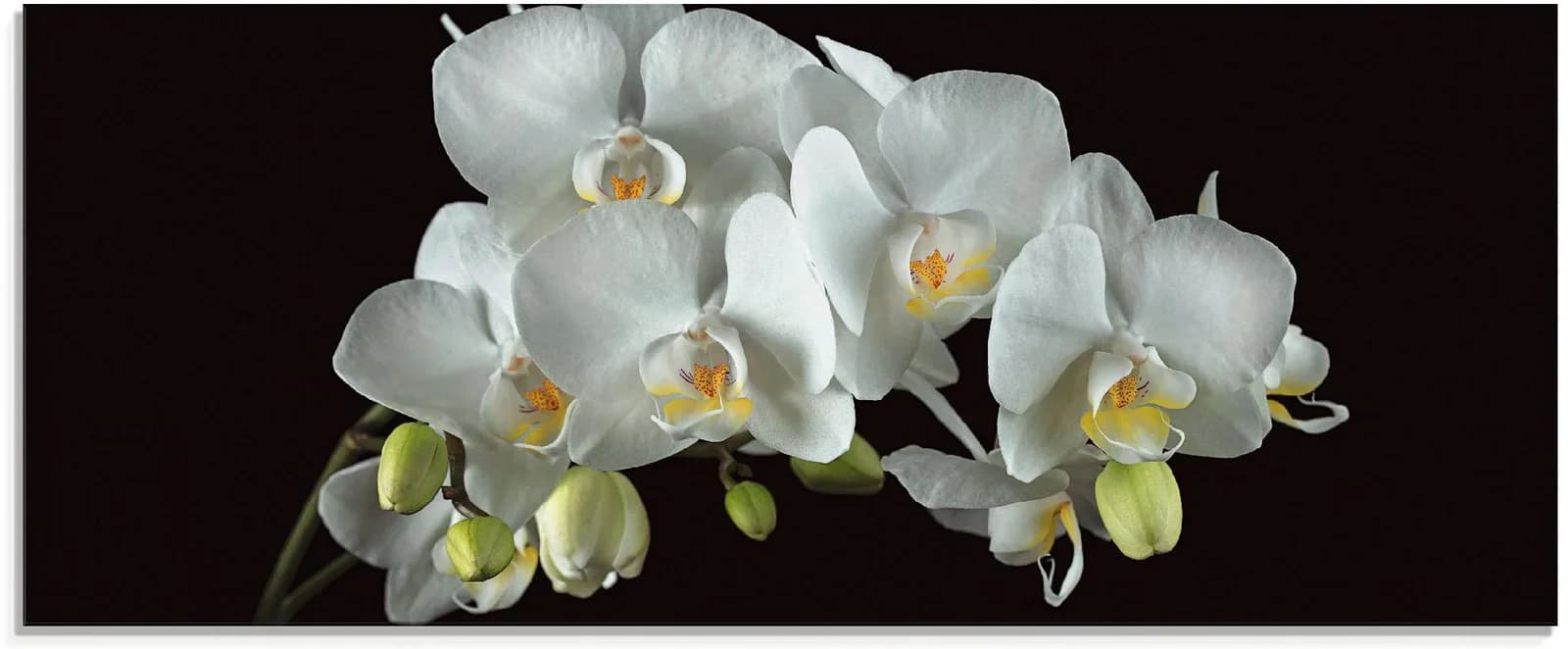Glasbild ARTLAND Weiße Orchidee auf schwarzem Hintergrund