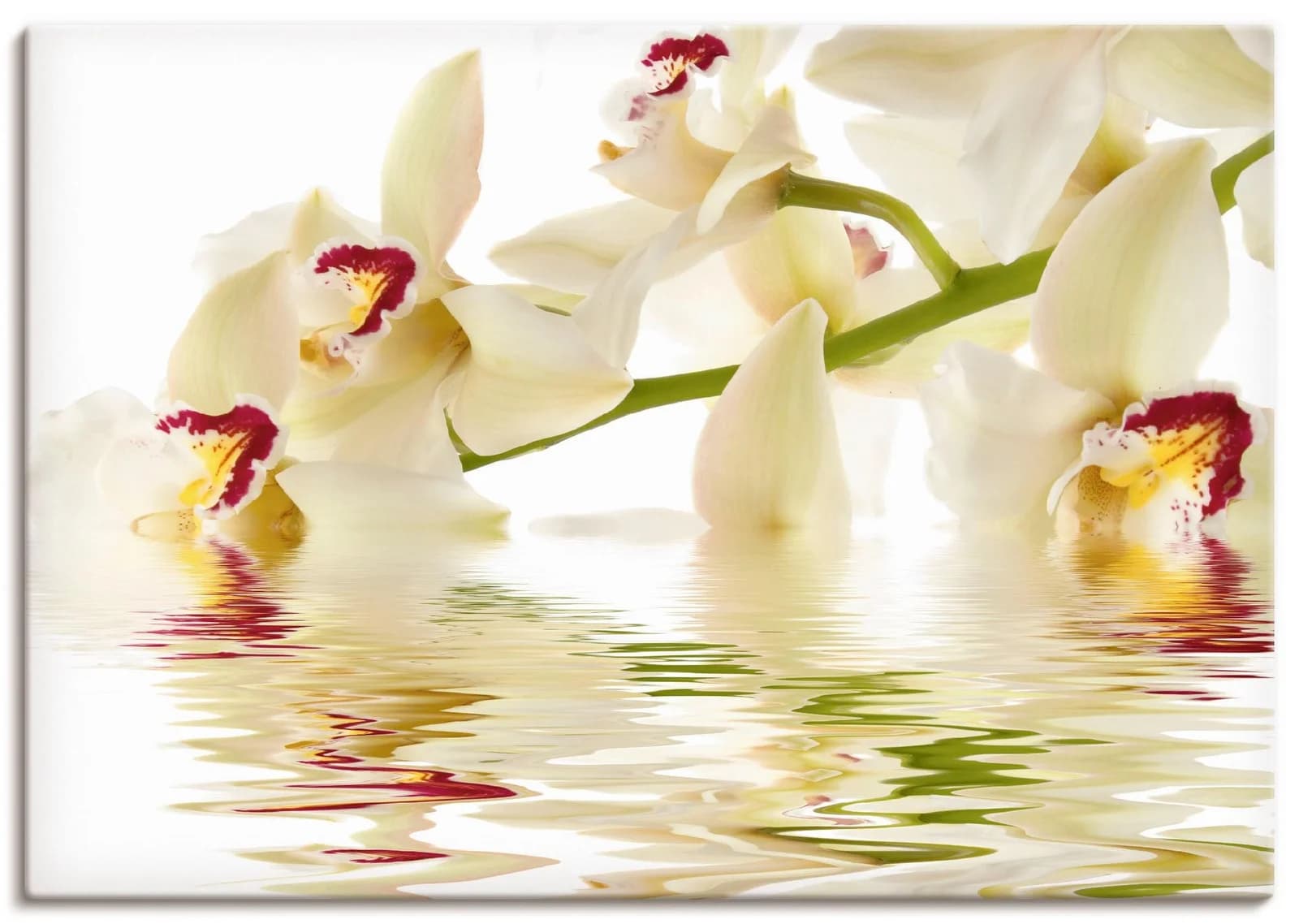 ARTLAND Leinwandbild Weiße Orchidee mit Wasserreflektion weiß
