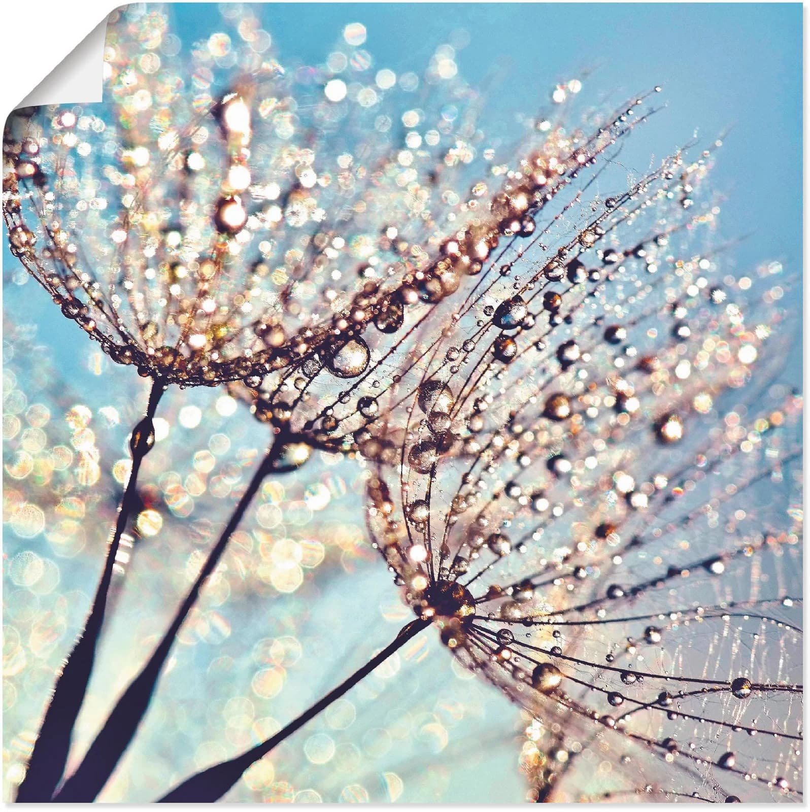 ARTLAND Poster Pusteblume Tröpfchenfänger Blau 30x30 cm
