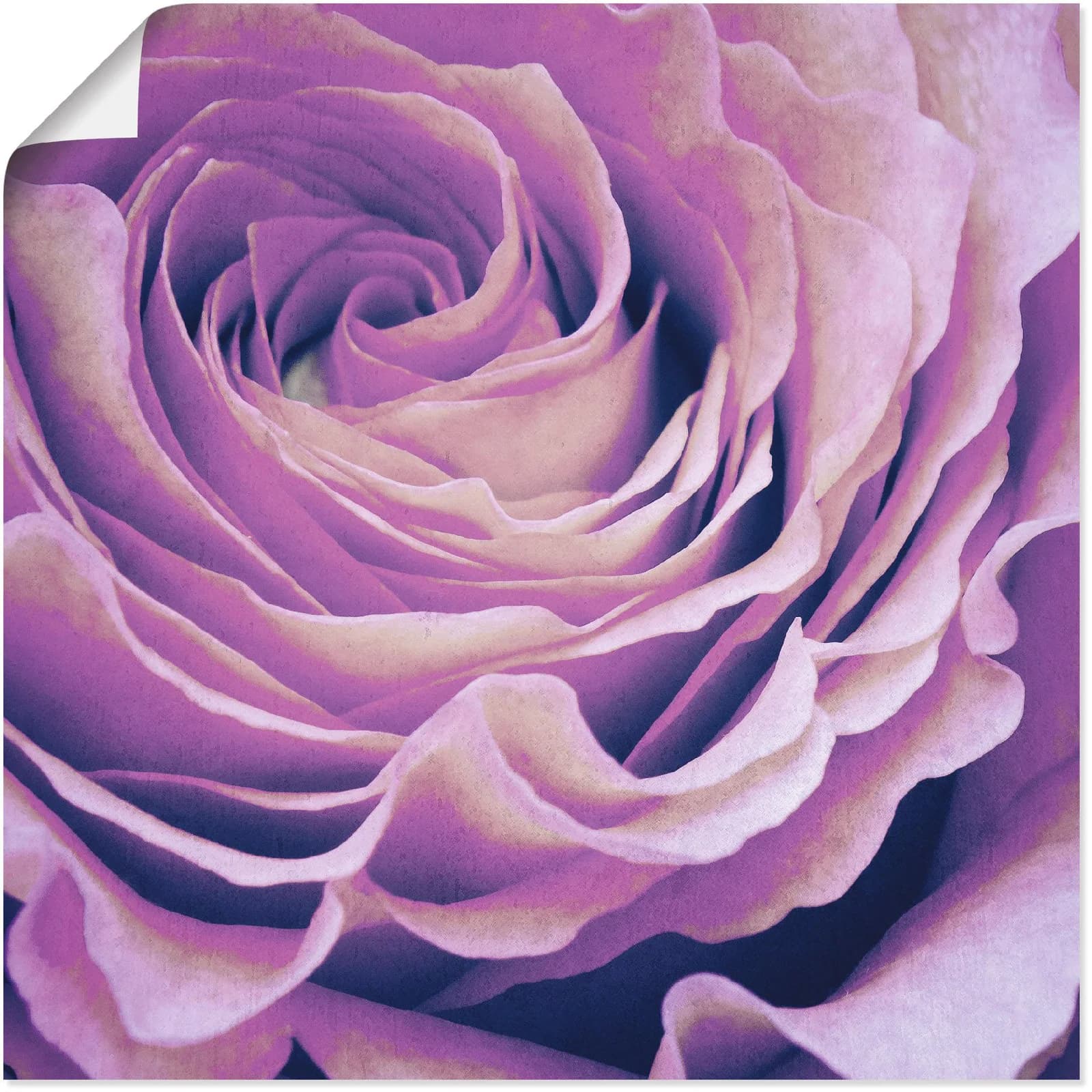 ARTLAND Poster Lila Rose 100x100 cm Quadratisch
