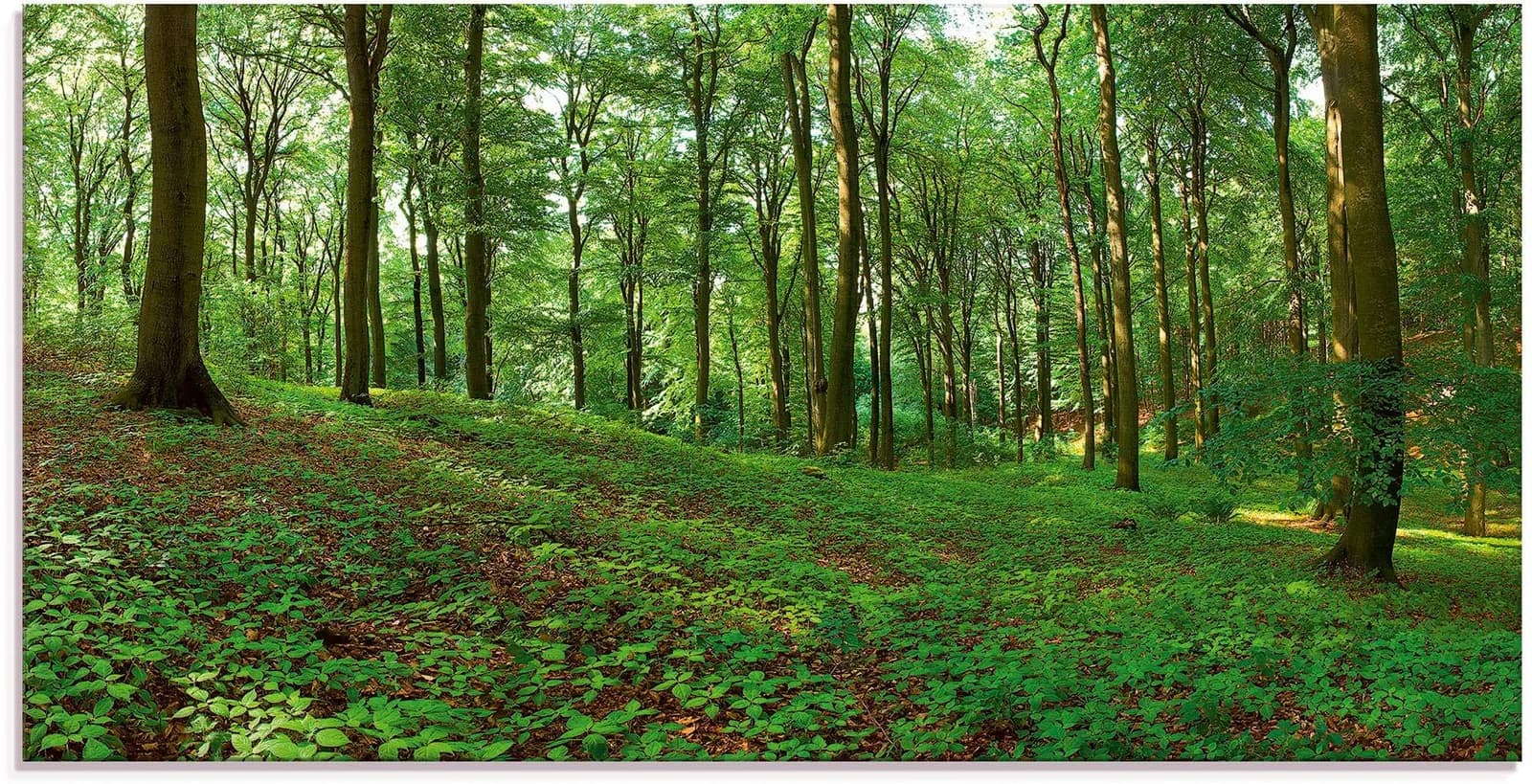 ARTLAND Glasbild Panorama grüner Sommerwald Grün 100x50 cm