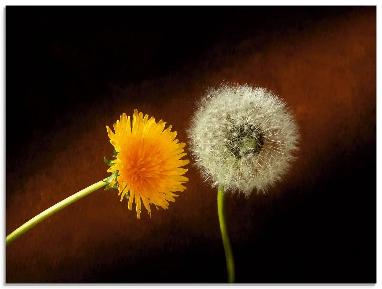 ARTLAND Glasbild Pusteblume Löwenzahn Braun 60x45 cm