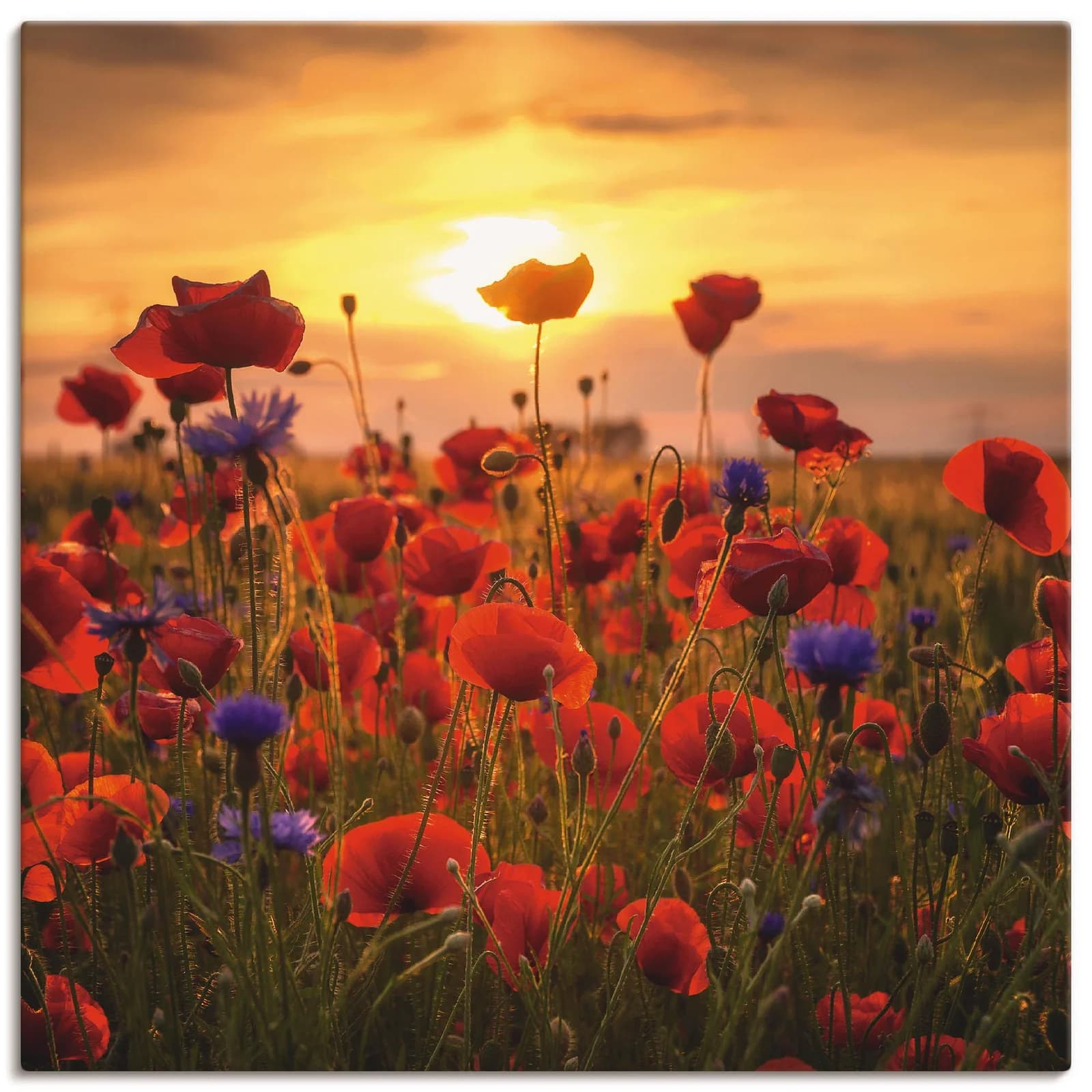 ARTLAND Leinwandbild Mohnblumen im Abendlicht Rot 30x30 cm