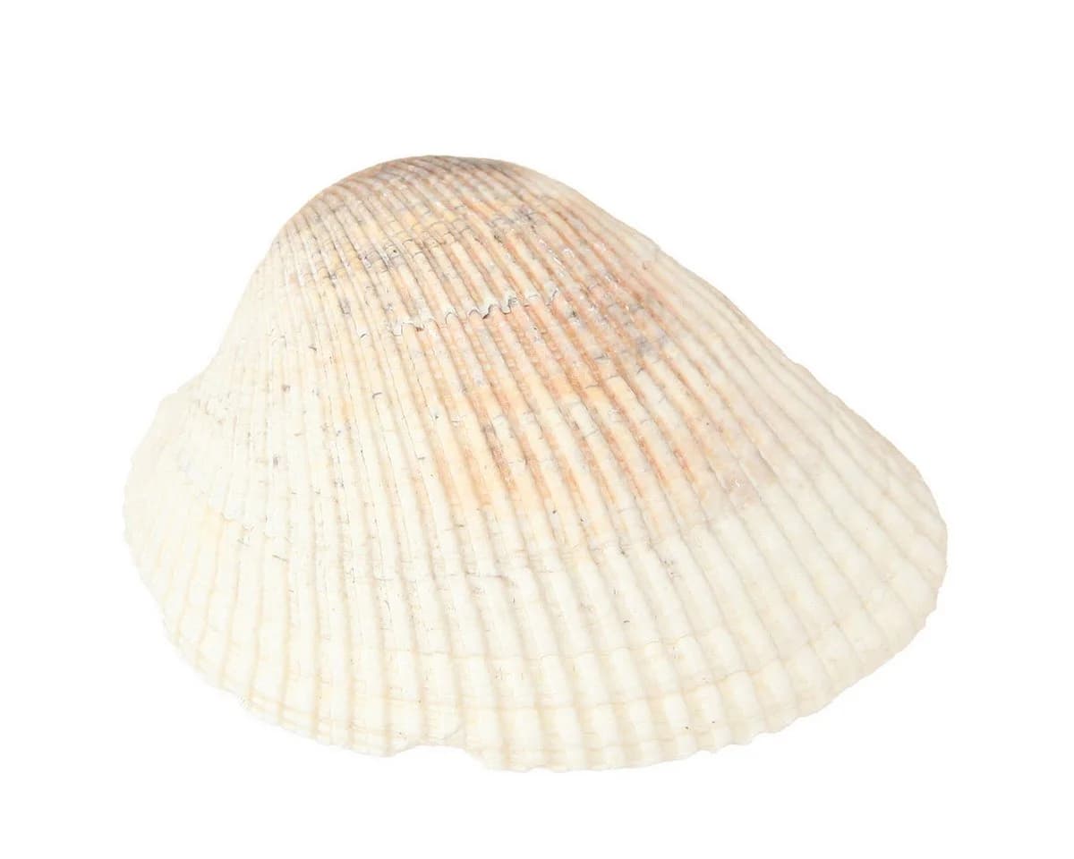 Posiwio Maritime Deko Muscheln Natur Weiß Braun Bastelnaturmaterial