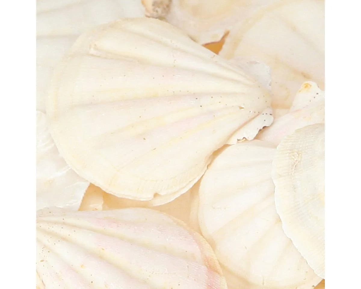 Posiwio Jakobsmuschel Deko Bastelnaturmaterial