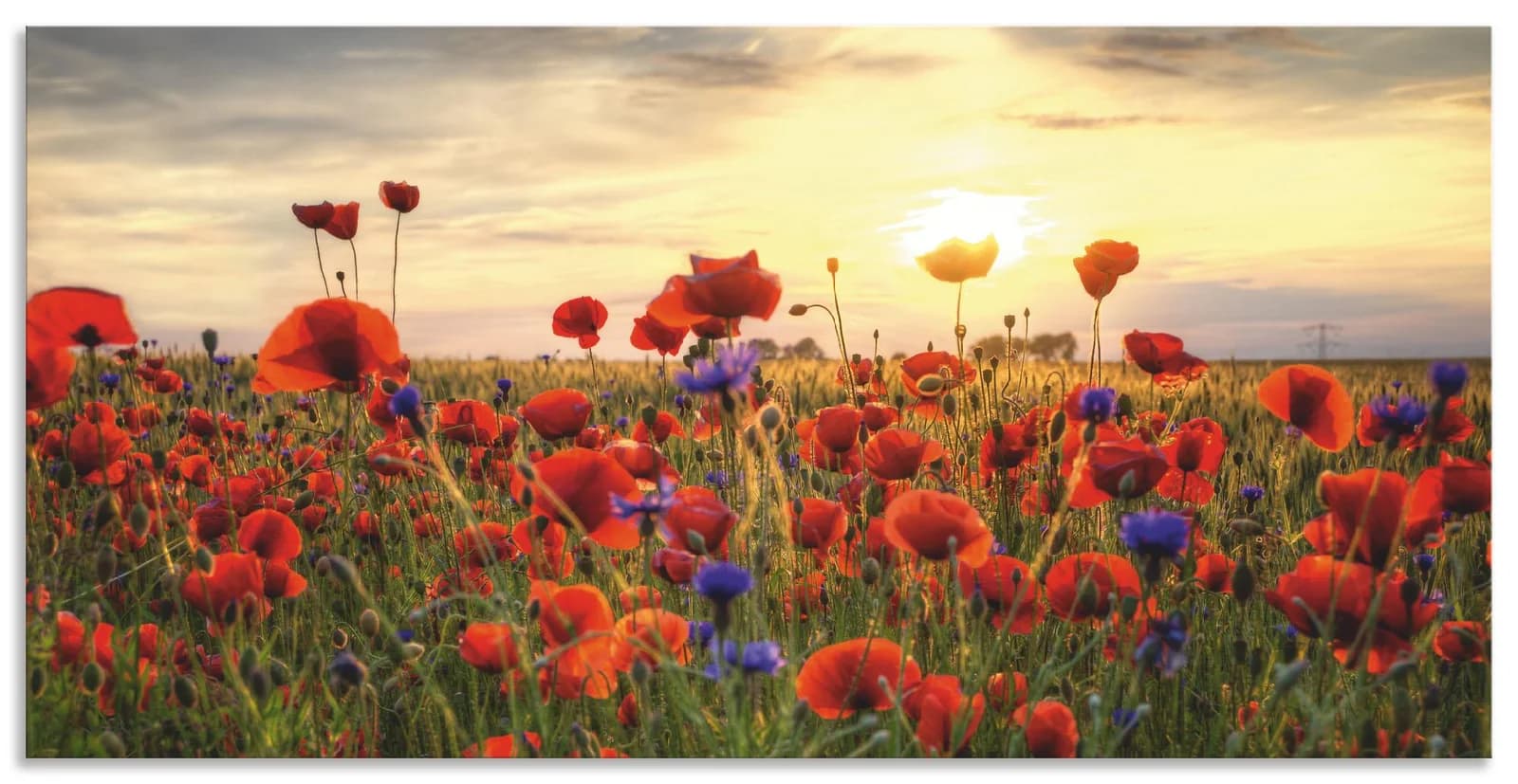 ARTLAND Wandbild Mohnblumen Rot 100x50 cm Alu/Leinwand