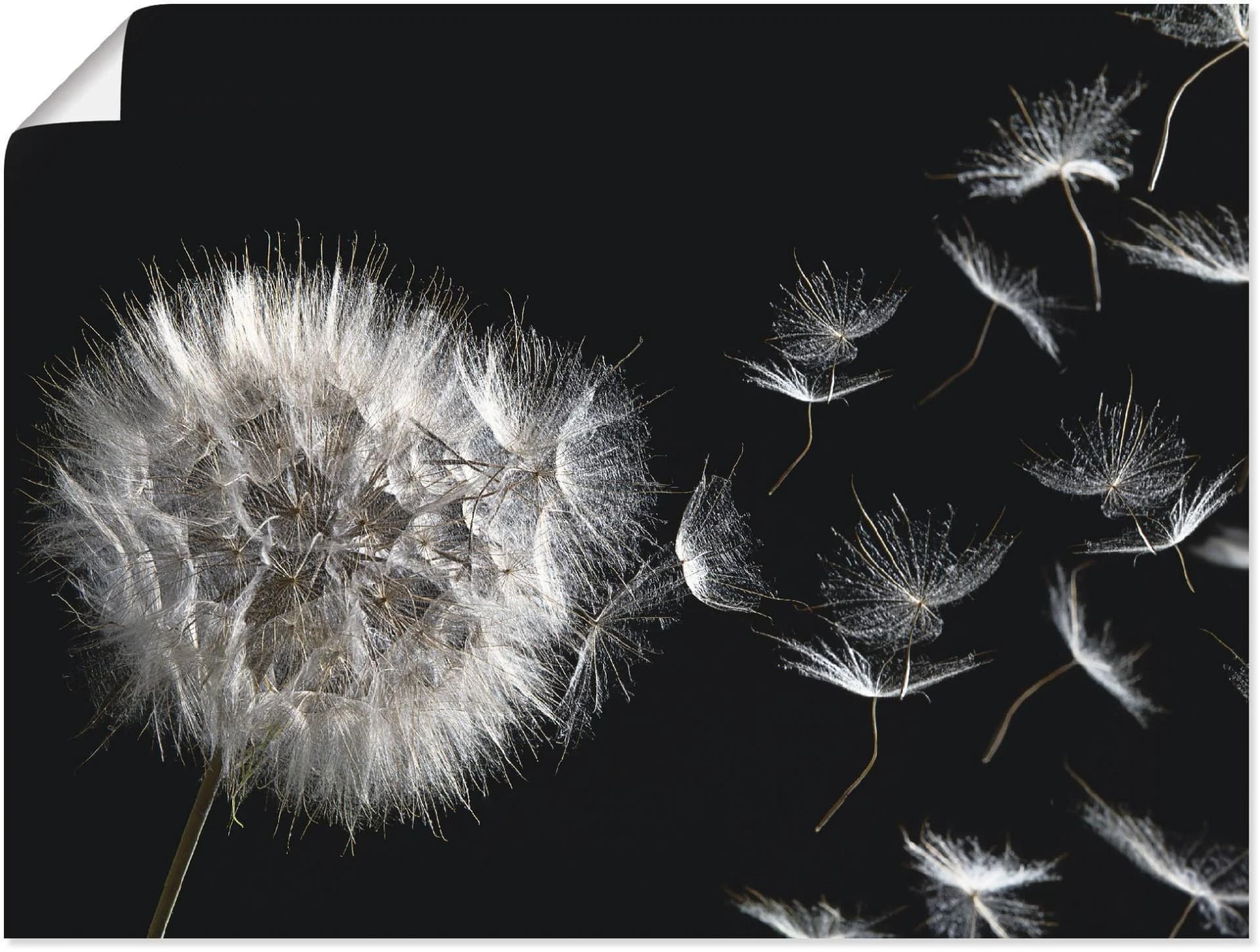 ARTLAND Wandbild Pusteblume Schwarz
