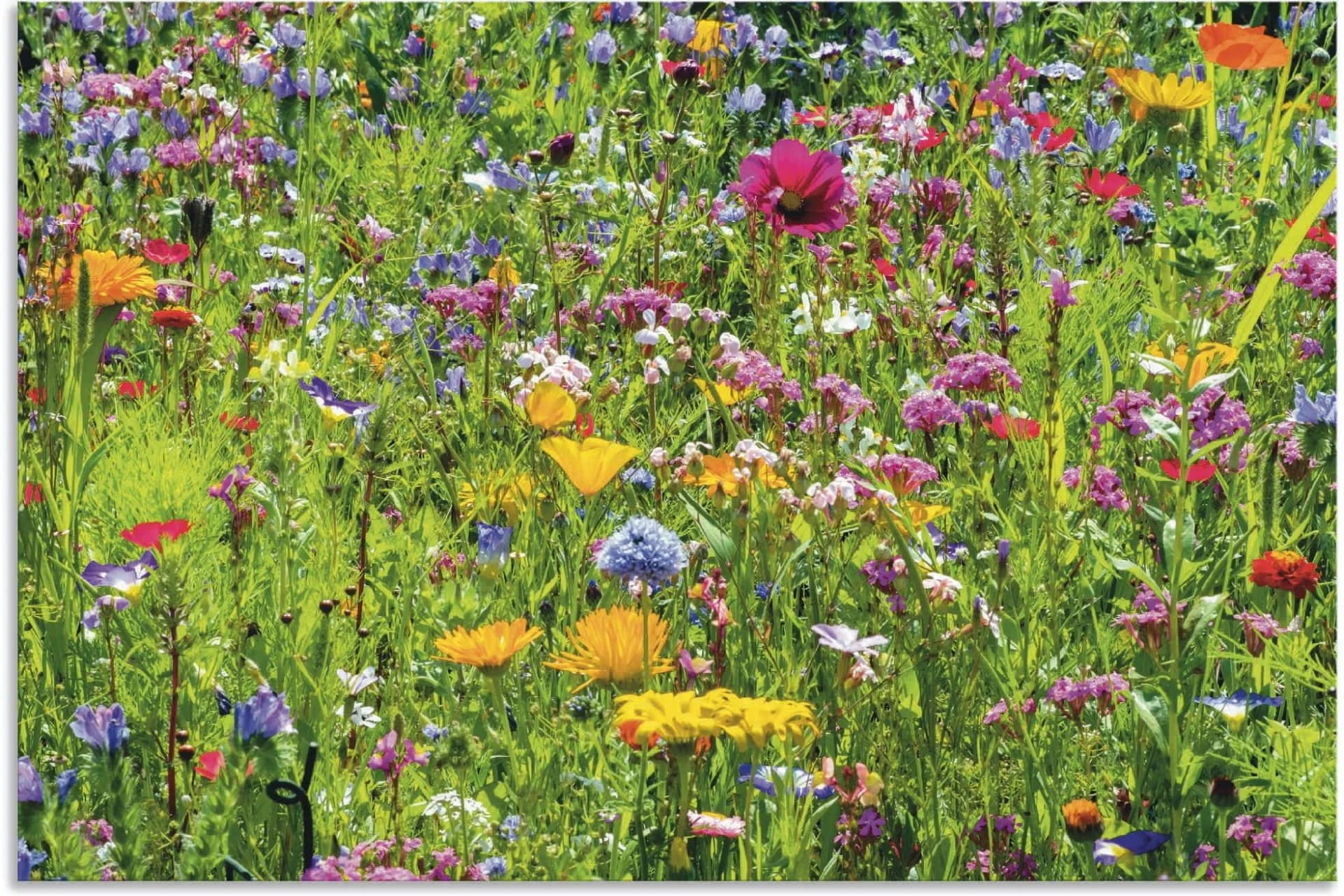 ARTLAND Alu-Dibond-Druck Bunte Blumenwiese Bunt