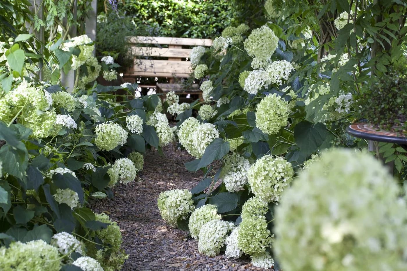 Pflanzen für Dich Hydrangea arborescens Annabelle Schneeballhortensie Weiß