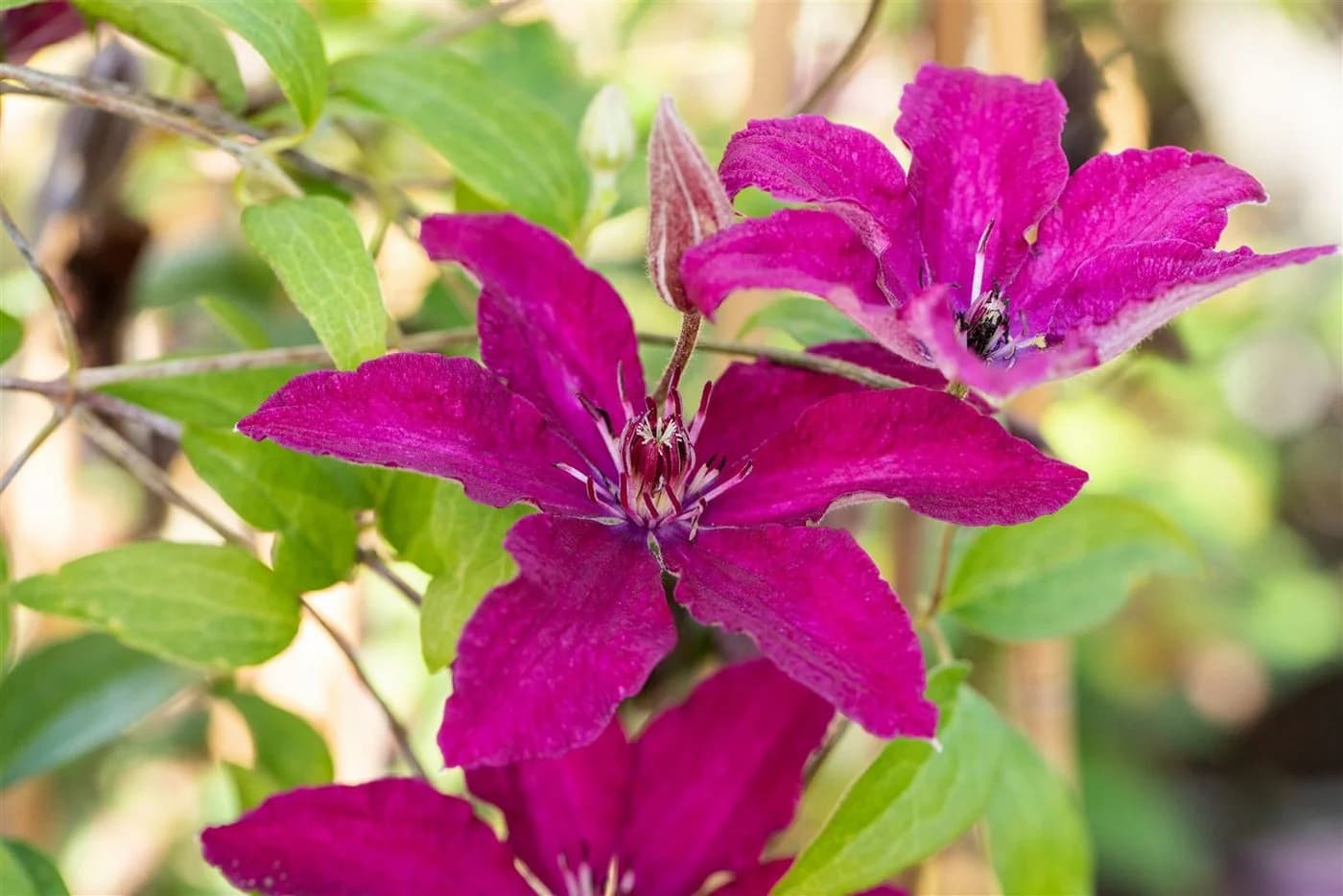 Clematis Hybride 'Rüütel' - Tiefrote Waldrebe mit Nachblüte