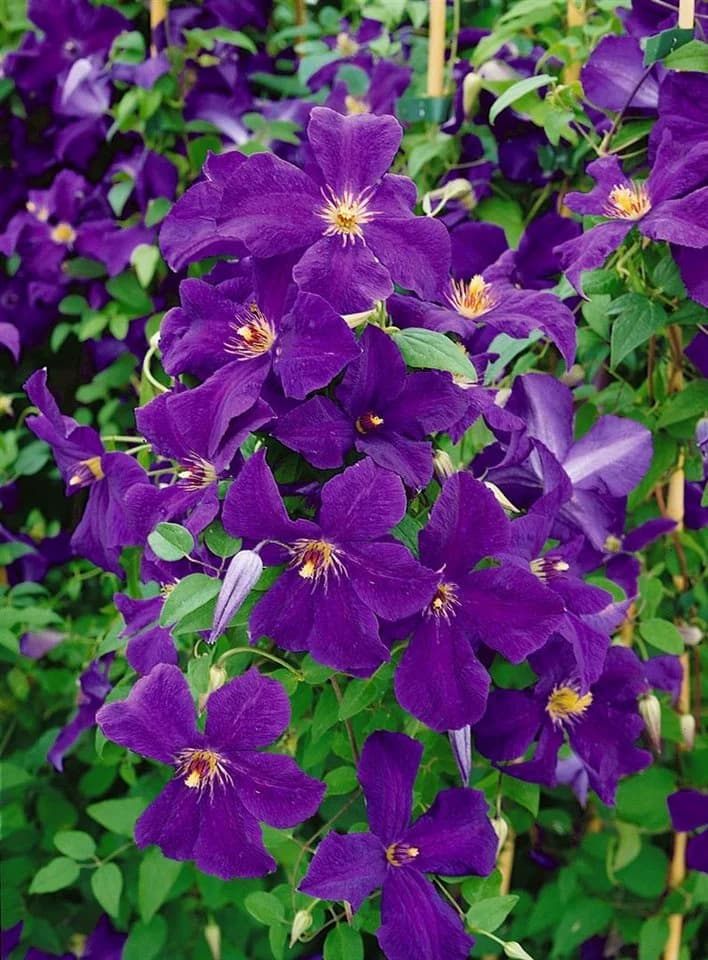 Pflanzen für Dich Kletterpflanze Clematis viticella Polish Spirit Violettblühend