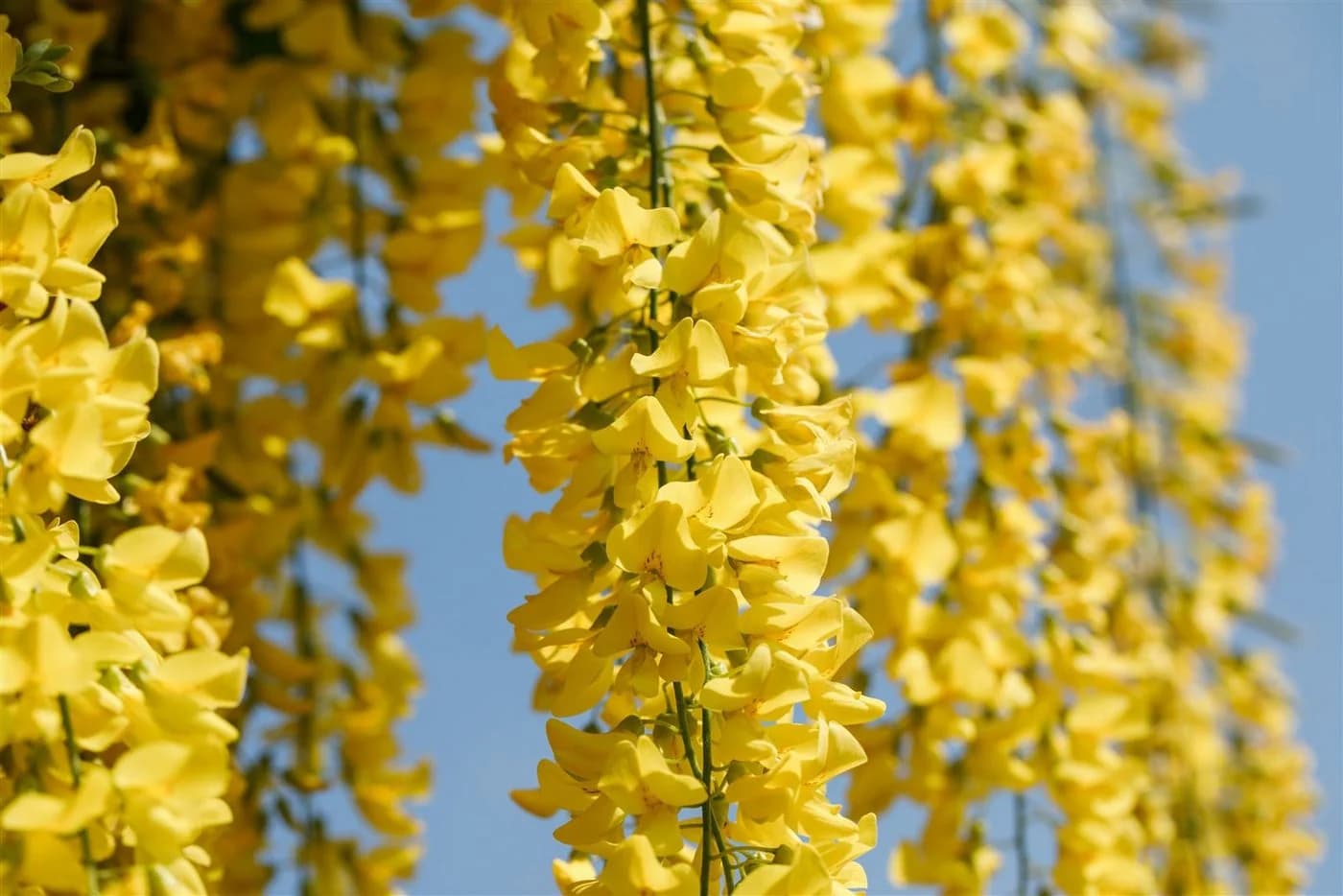 Pflanzen für Dich Laburnum watereri Vossii Goldregen Edel-Goldregen