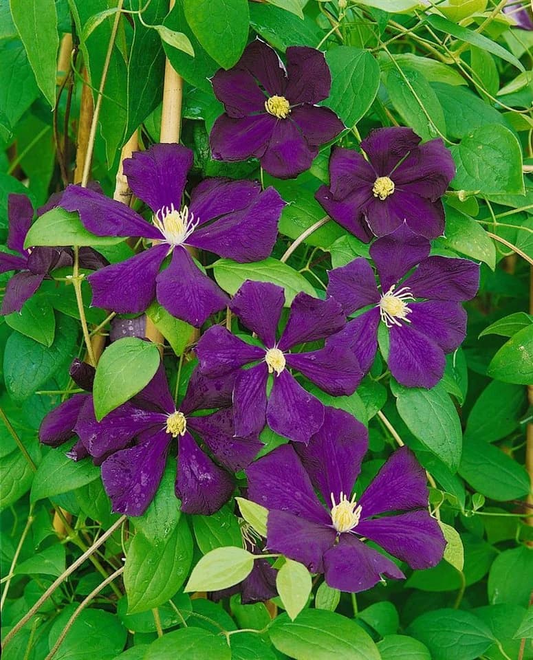 Pflanzen für Dich Kletterpflanze Clematis viticella Blue Belle violettblühend