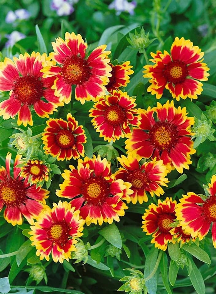Gaillardia x grandiflora 'Kobold' Kokardenblume Leuchtend Rot-Gelb 9x9 cm Topf