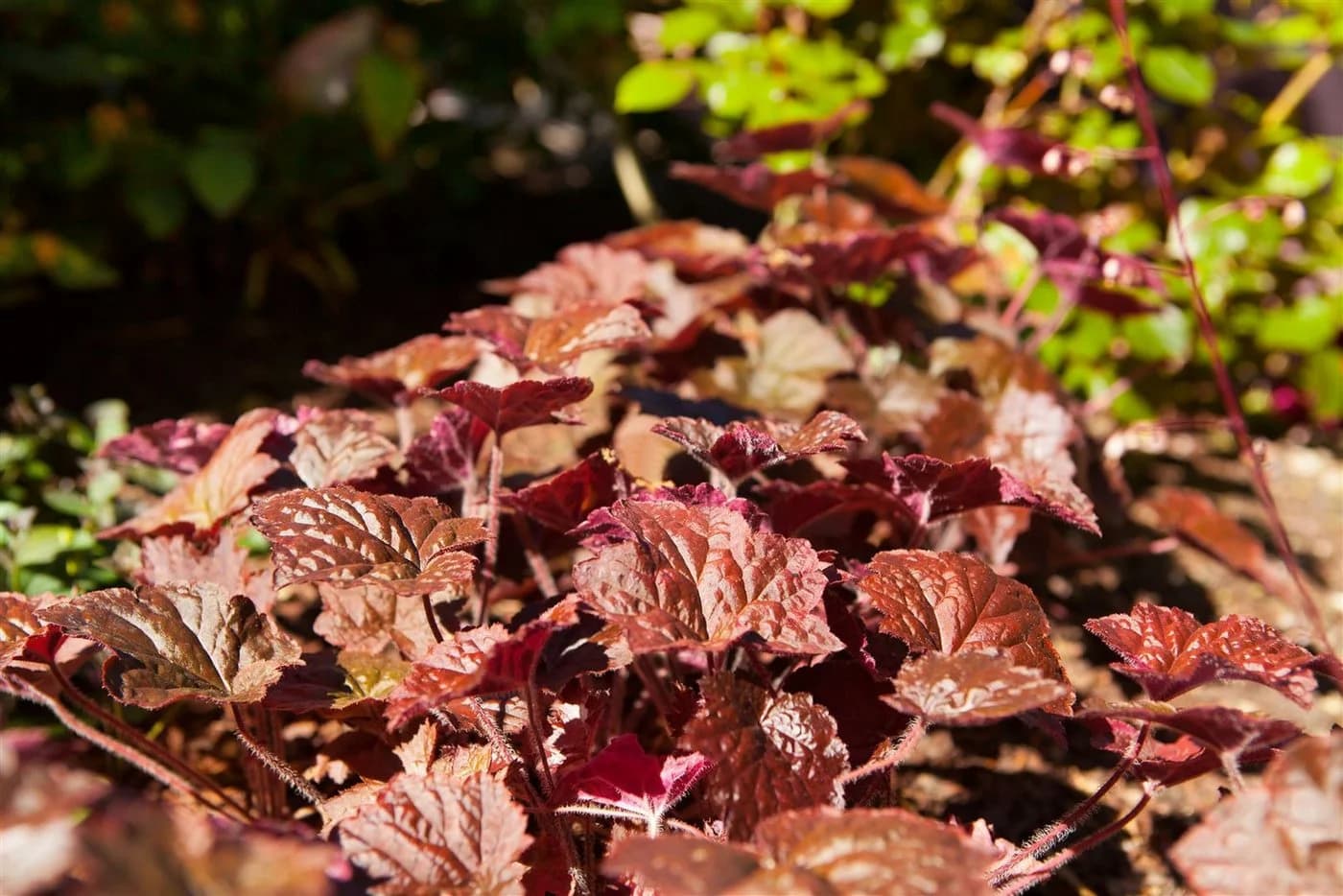 Heuchera micrantha 'Palace Purple' Purpurglöckchen Topf