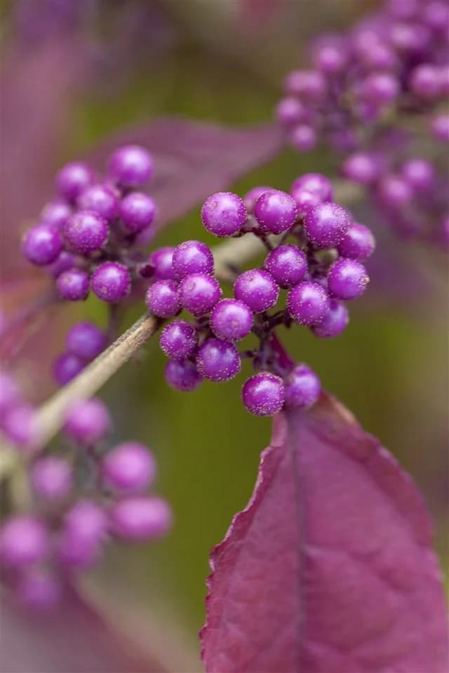 Pflanzen für Dich Liebesperlenstrauch Callicarpa bodinieri Profusion
