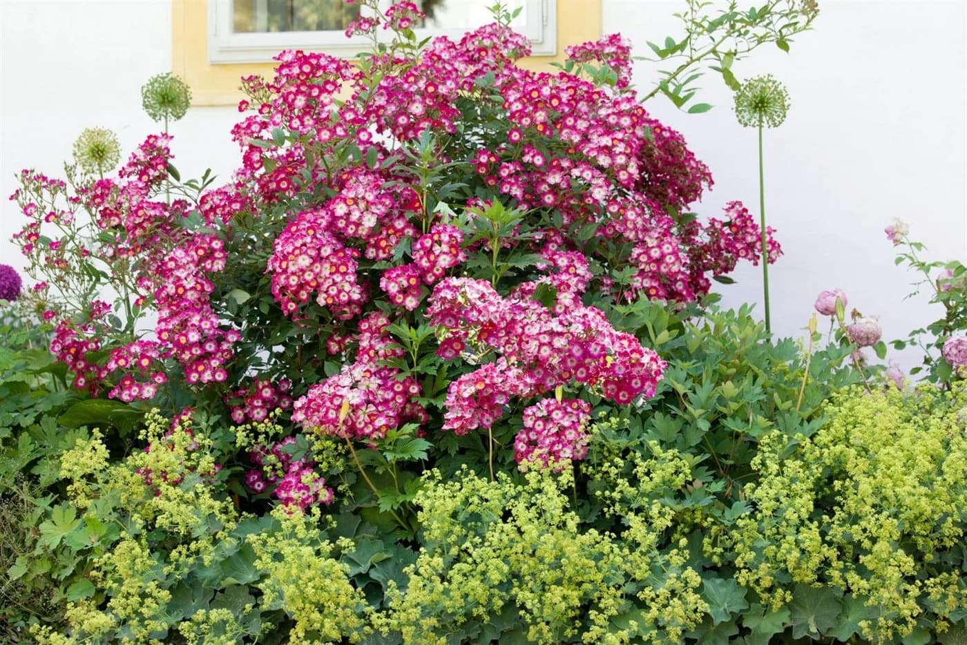 Pflanzen für Dich Rosa Mozart Rose