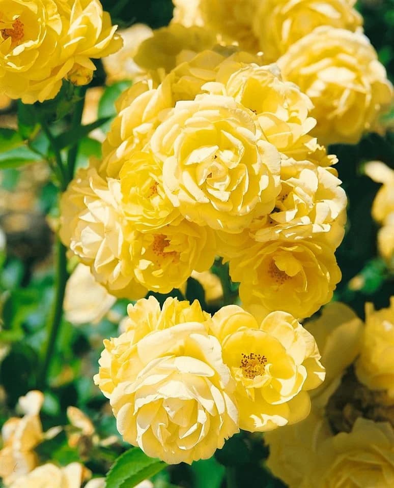 Pflanzen für Dich Rose Rosa Golden Border Goldgelb