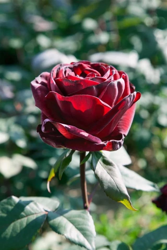 Pflanzen für Dich Rose Rosa Barkarole Hybrid-Tea-Rose