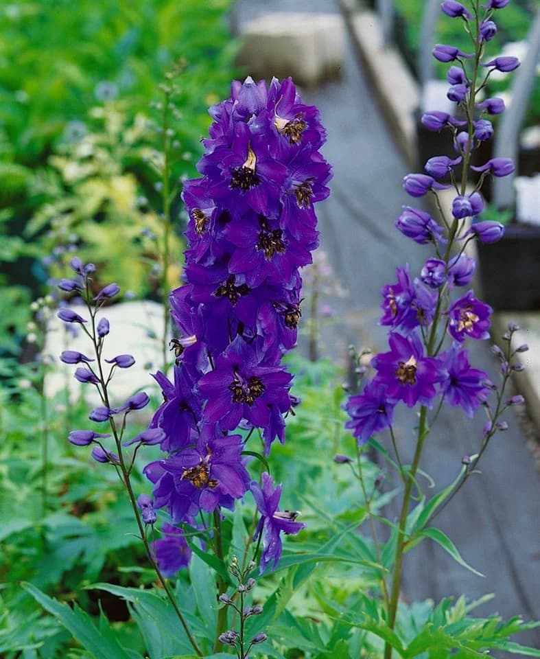 Delphinium Pacific Black Knight Staude Rittersporn