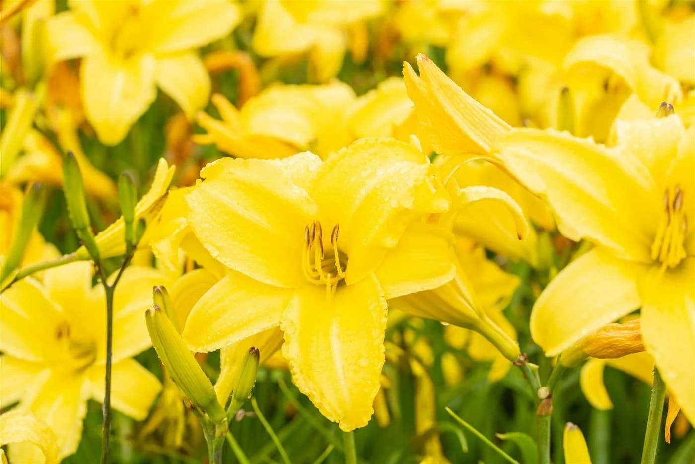Pflanzen für Dich Taglilie Hemerocallis Lemon Bells Gelb