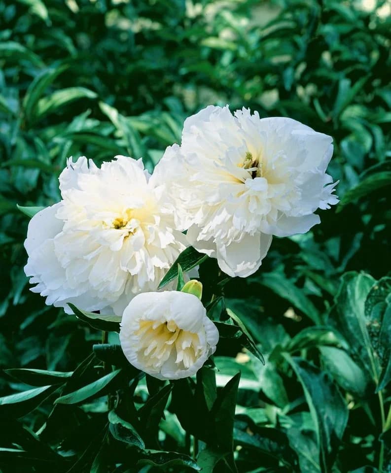 Edel-Pfingstrose Paeonia lactiflora 'Duchesse de Nemours' 1 St.