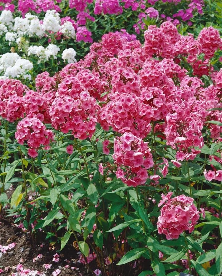 Pflanzen für Dich Staude Phlox paniculata ‘Dorffreude’ Rosa