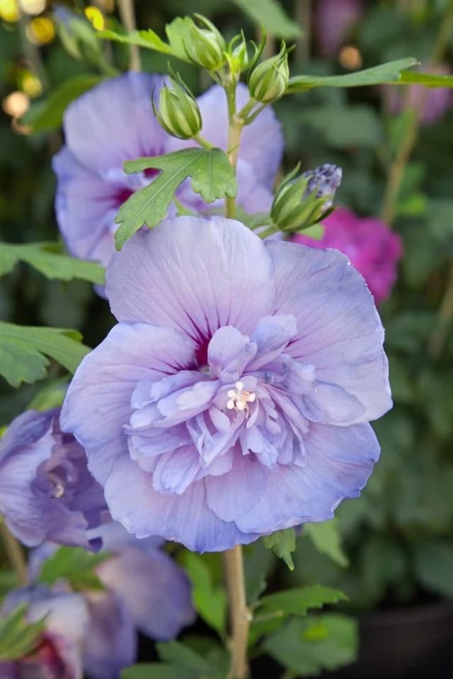 Pflanzen für Dich Hibiscus syriacus Blue Chiffon, 1 St., Garteneibisch, Straucheibisch