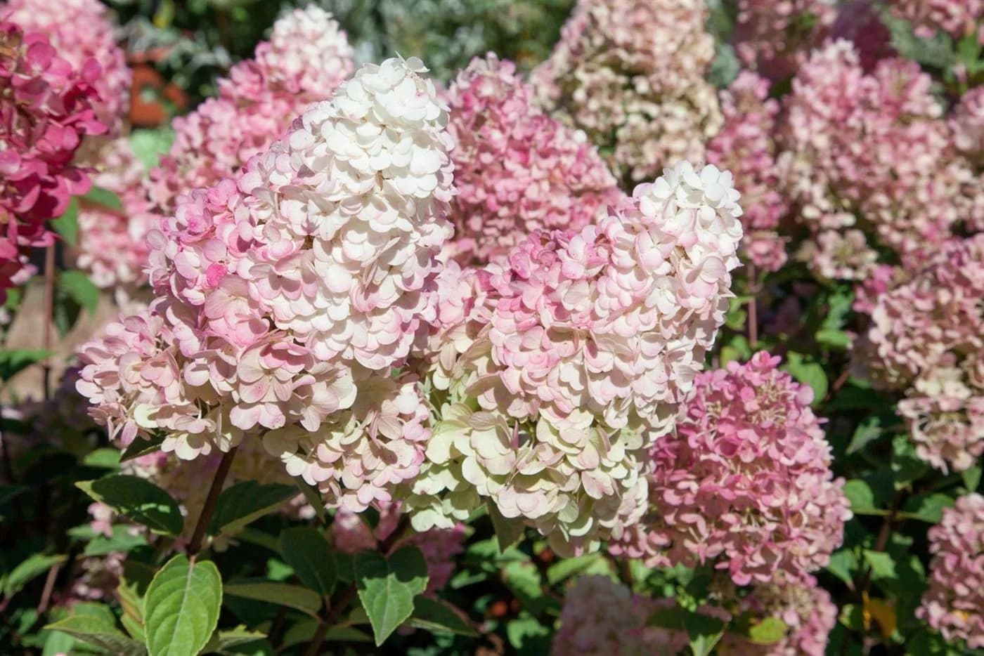 Pflanzen für Dich Rispenhortensie Sundae Fraise Rosa