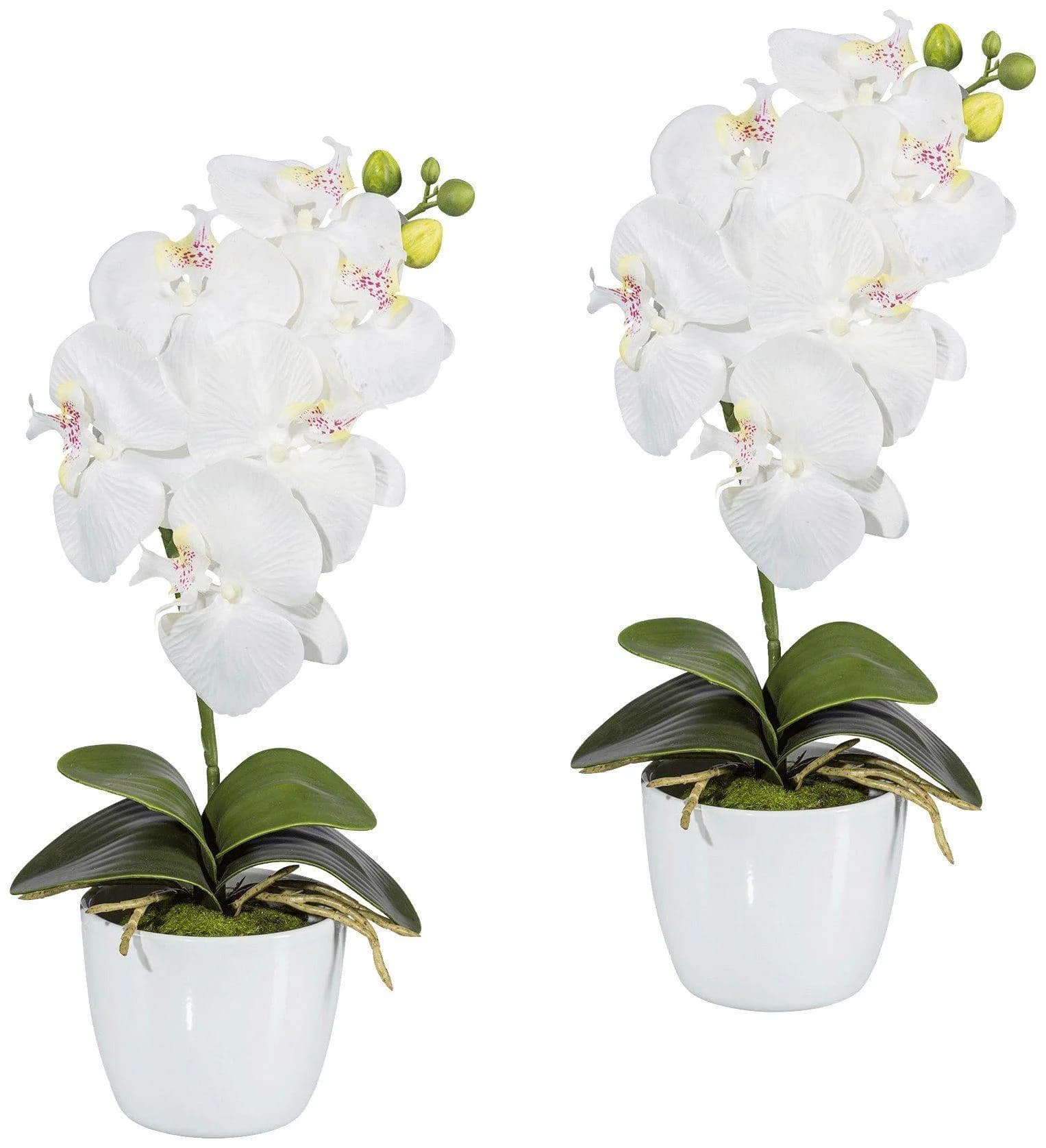 CREATIV GREEN Orchidee Phalaenopsis Weiß 40cm mit Keramiktopf