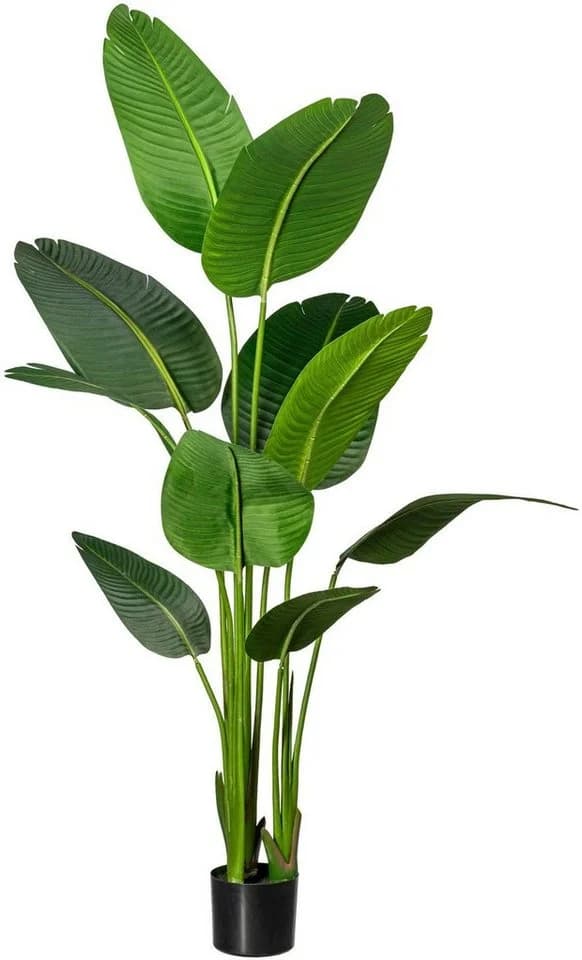 Creativ Green Künstliche Strelitzia Pflanze Grün 160cm