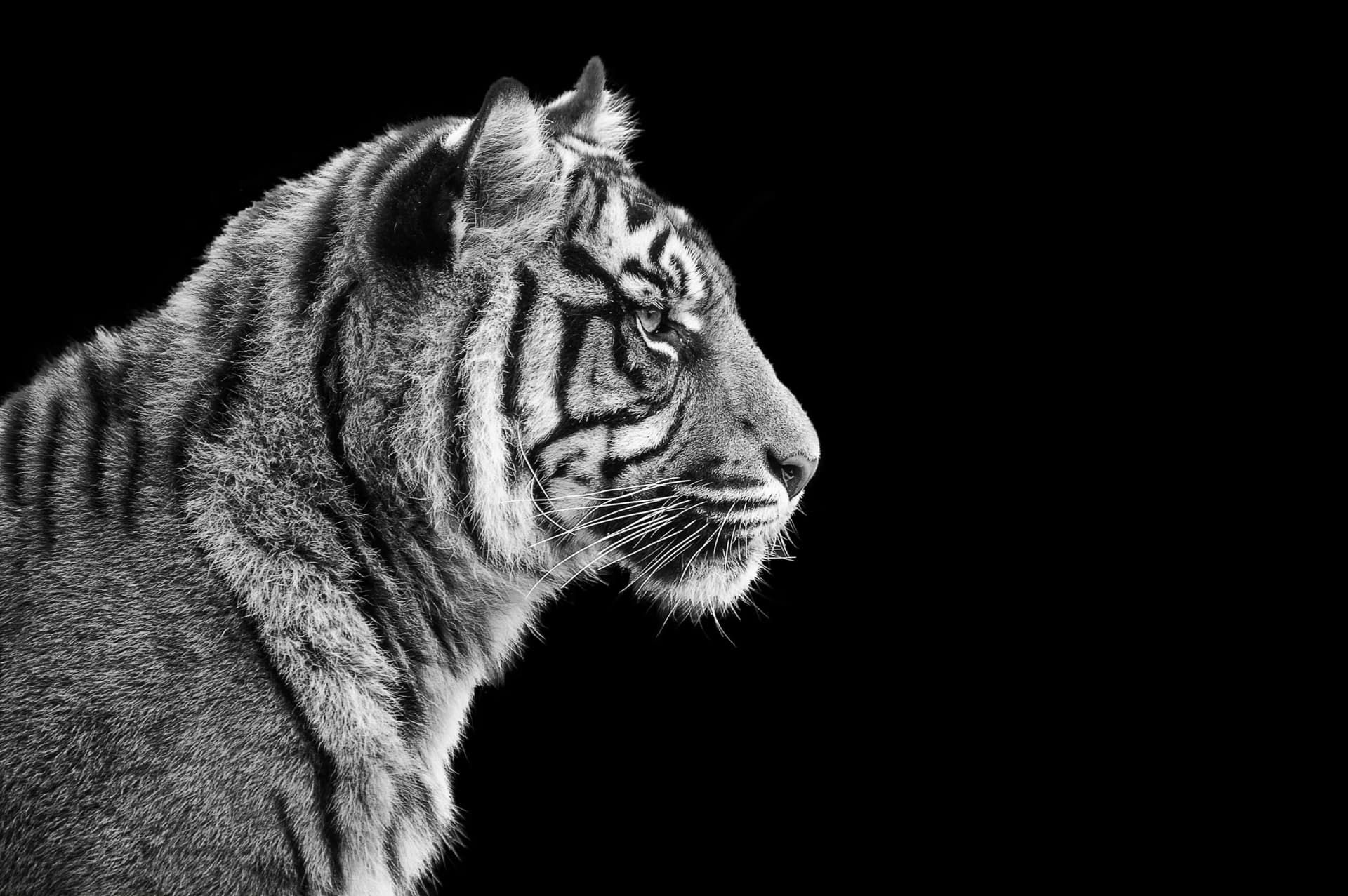 Fototapete XXL Tiermotiv Tiger Löwe Schwarz Weiß Vlies