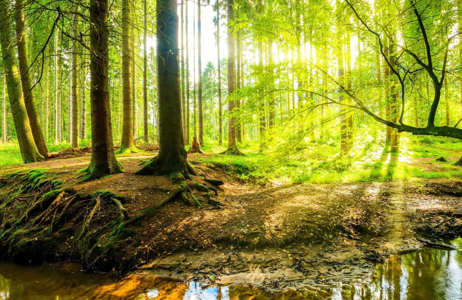 Fototapete PAPERMOON Wald im Frühling Sonnenlicht bunt Vlies