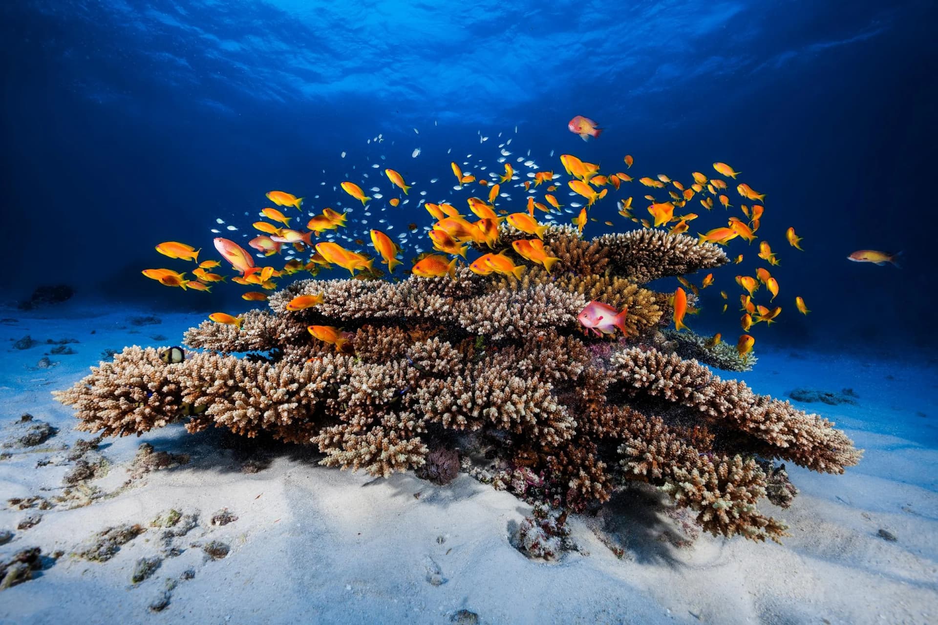 PAPERMOON Fototapete Meeresleben Vlies Bunt