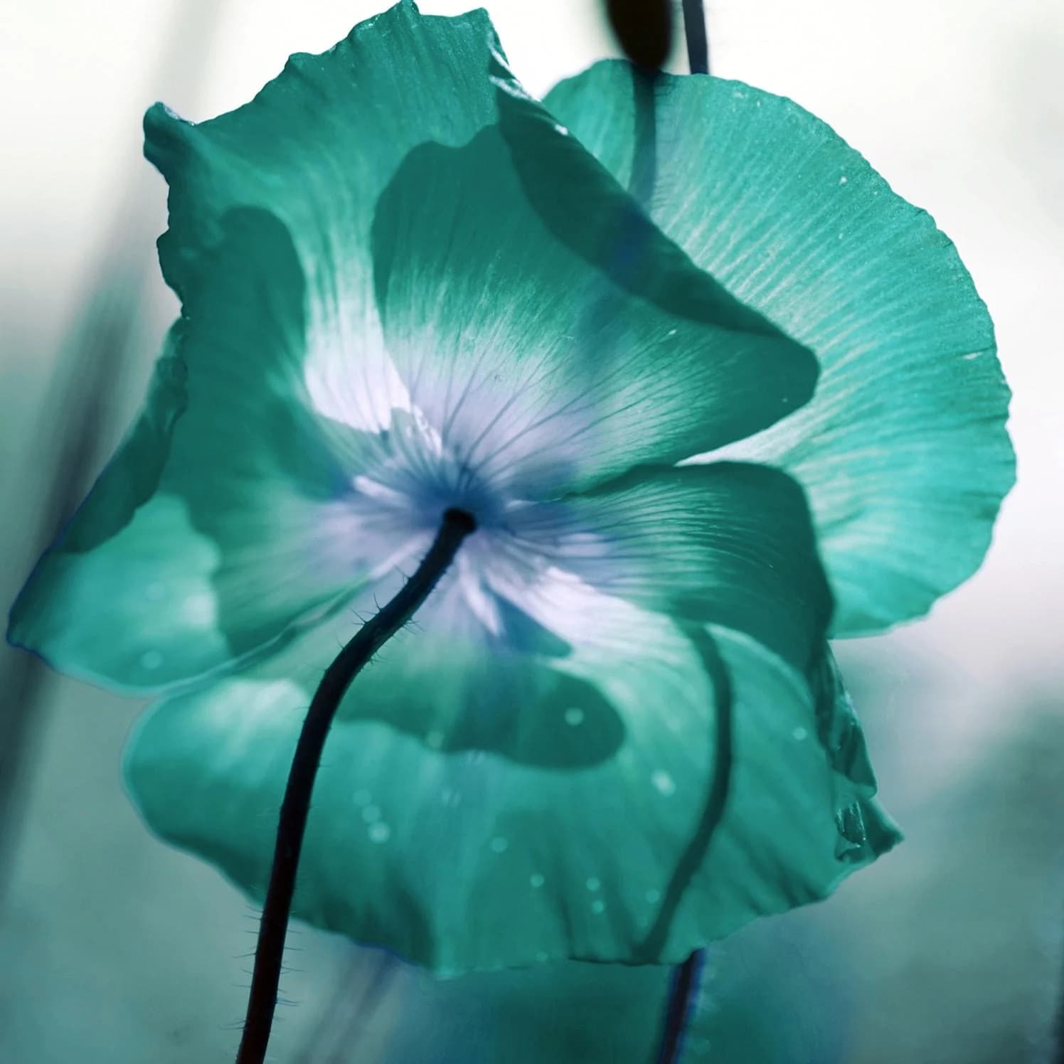 QUEENCE Acrylglasbild Blüte in Türkis 100x100 cm 3D-Effekt