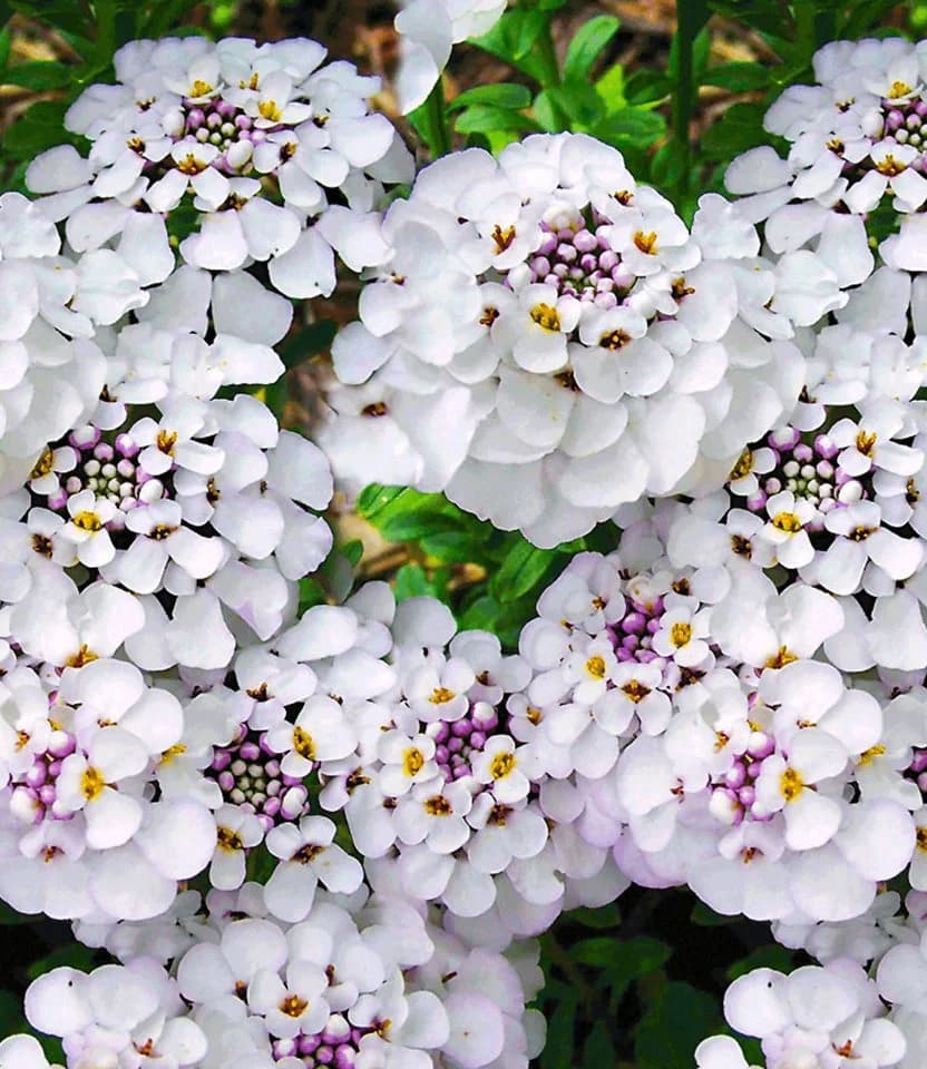 BALDUR Garten Bodendecker Iberis 'Masterpiece®' Schleifenblume