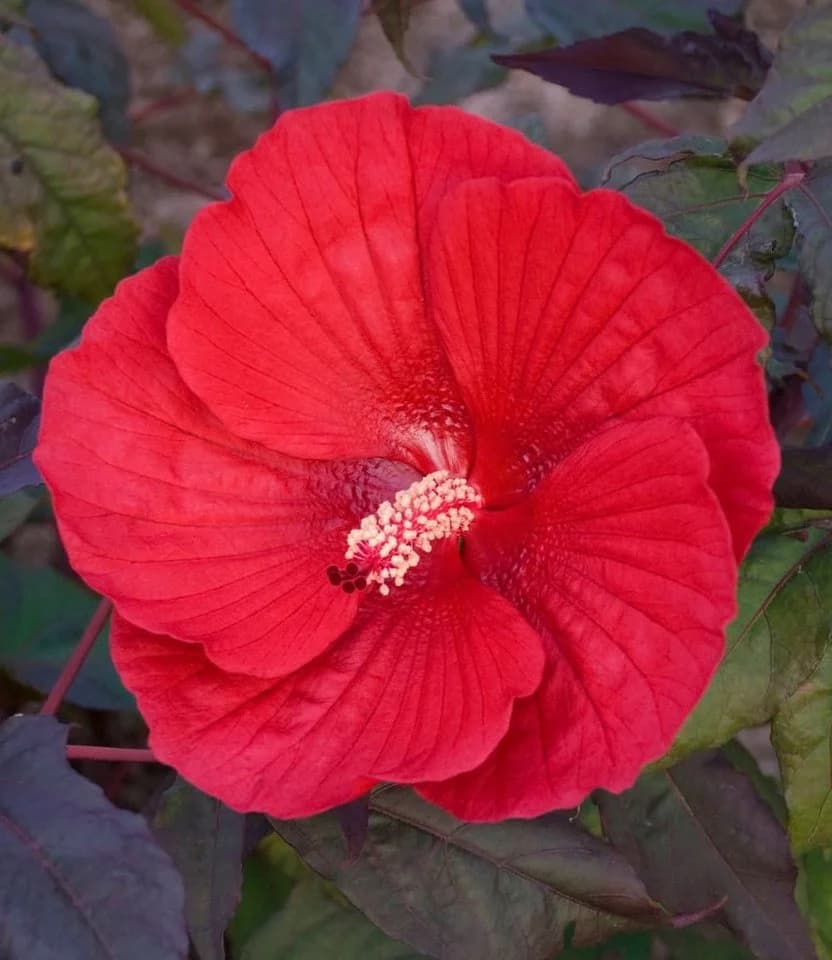 BALDUR Garten Winterharter Hibiskus Summerific® Midnight Marvel