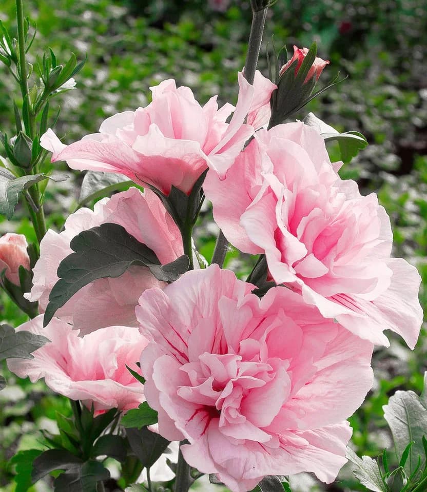BALDUR Garten Zierstrauch Gefüllter Hibiskus 'Chiffon®' pink