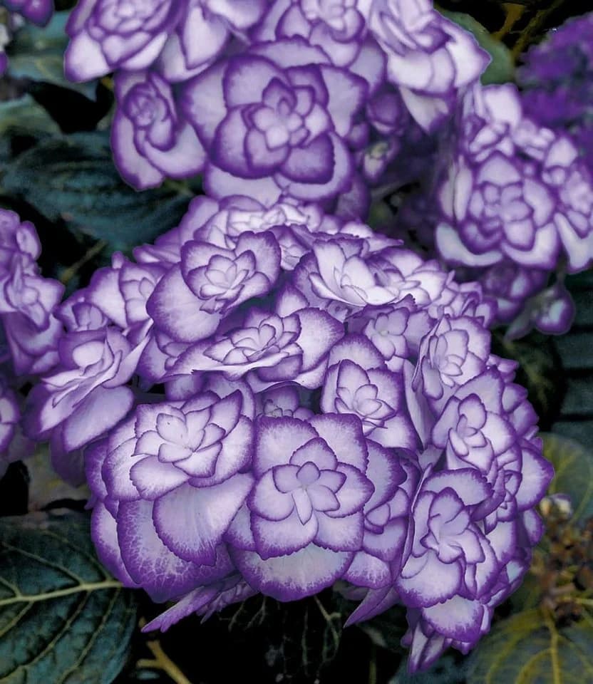 BALDUR Garten Freiland-Hortensie Miss Saori blue® Weiß/Blau-Violett