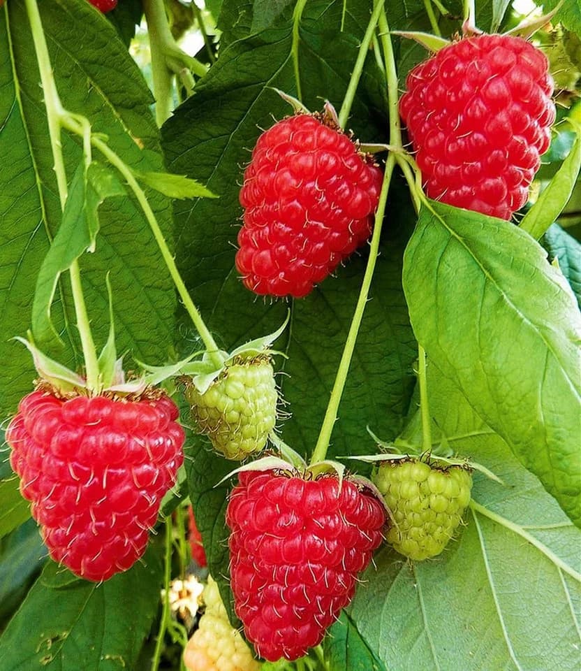 BALDUR Garten Himbeere Enrosadira® Endlosernte Selbstbefruchtend