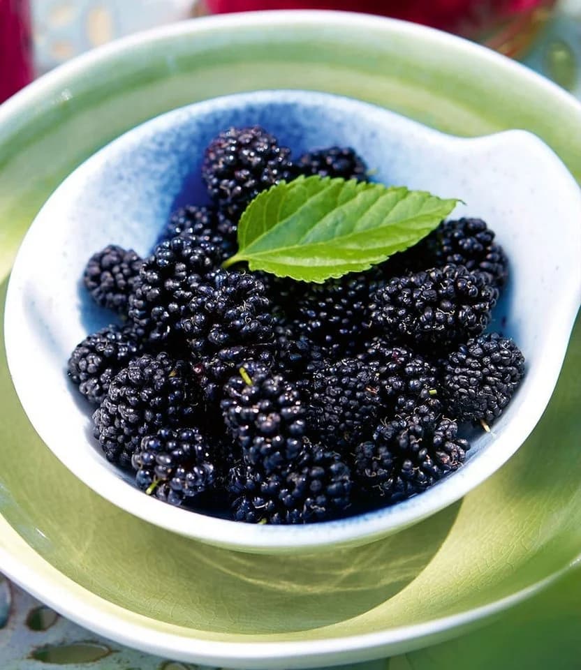 BALDUR Garten Maulbeere BonBon Berry®, 1 St., winterhart, mehrjährig, pflegeleicht
