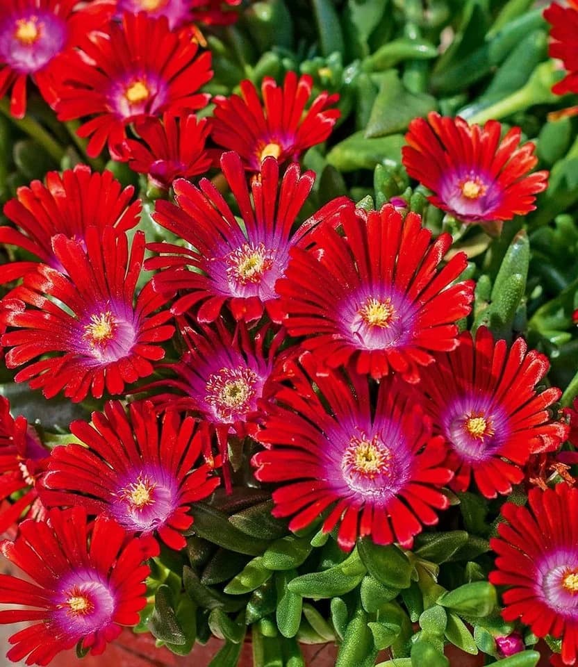 BALDUR Garten Eisblume Sundella Red® 2 Stk. Mittagsblume