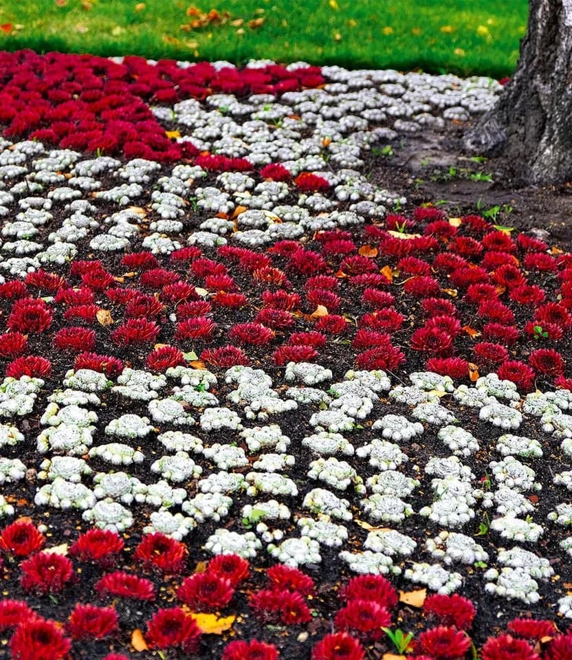 BALDUR Garten Bodendecker Sempervivum Arctic White & Coral Red 2 St. Trockenresistent