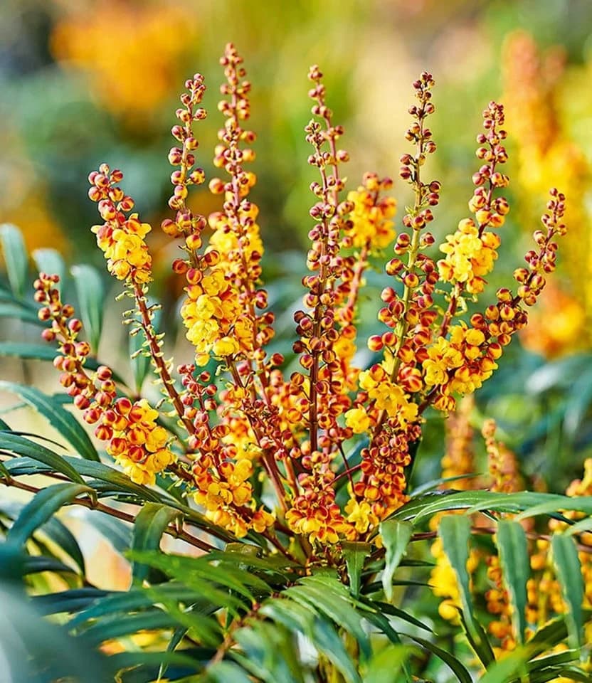 BALDUR Garten Zierstrauch Mahonie 'Volcano®' (MYOY) Grün/Gelb